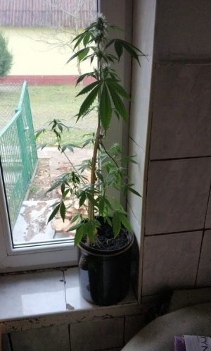 nielegalna roślina